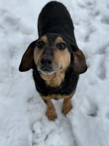 PACO, il cagnolino che sorride. - Foto 2