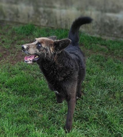 CAGNOLINO IN ADOZIONE - Foto 10