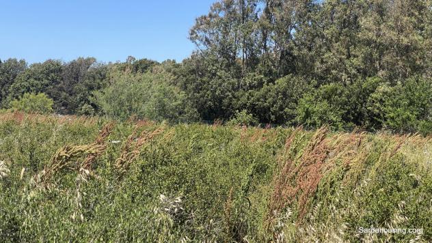 Màssama, Oristano, grande casale al grezzo con terreno di tre etttari - Foto 6