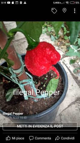 Semi Peperoncino Carolina Reaper, 7 Pot, Habanero, Diavolicchio, .....