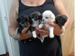 Cuccioli chihuahua