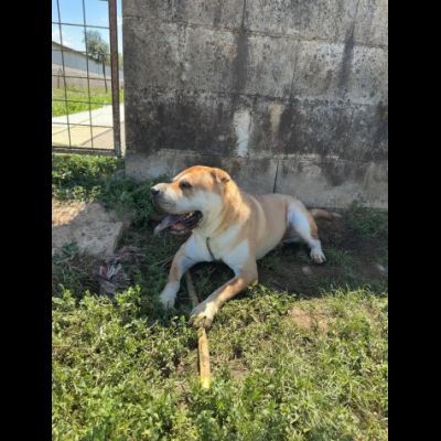 ROCCO SPLENDIDO SHAR PEI CANE IN ADOZIONE - Foto 4