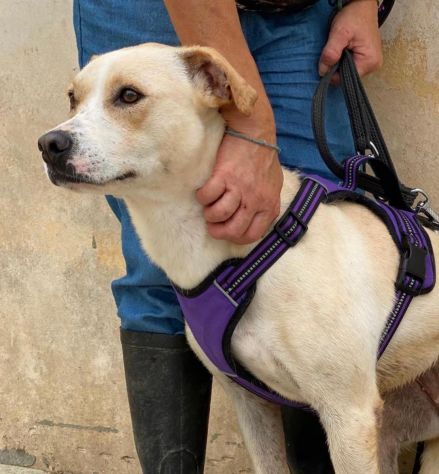 Triny da cucciola vive in canile - Foto 4