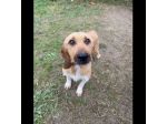CHESTER SIMIL SPINOCINO CANE IN ADOZIONE TG MEDIO CONTENUTA