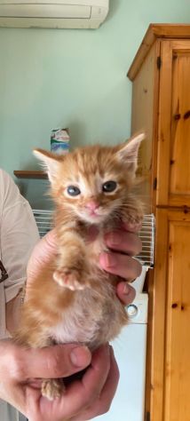 GATTINI ADORABILI - Foto 3