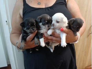 Cuccioli chihuahua
