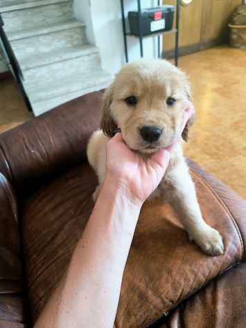 Golden Retriever Americani - Foto 2