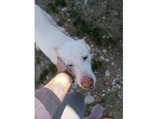 Casper