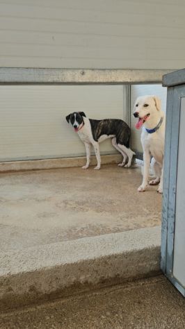 Kira e Kinder: cessione di proprietà - Foto 7