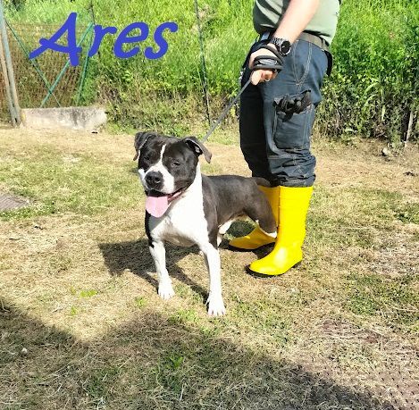 ARES 2-3anni cerca casa con persona esperta! - Foto 2