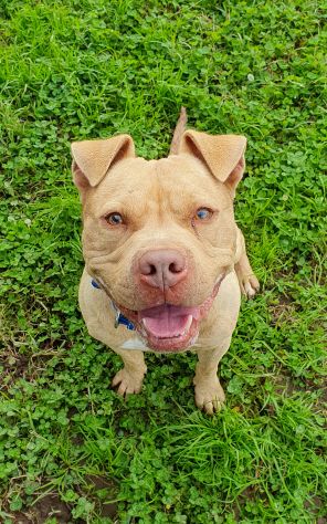 Buono Omar, pitbull, 5 anni, cane maschio - Foto 3