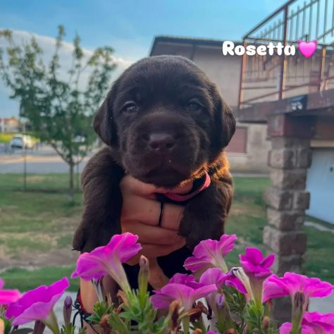 Cuccioli labrador cioccolato con Pedigree - Foto 5