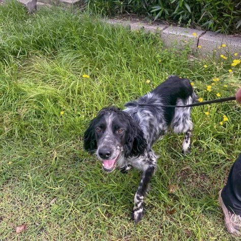 DOLLY cerca coccole e carezze, CAGNOLINO IN ADOZIONE - Foto 10