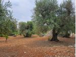 Terreno di 5000 m² in vendita a Ostuni