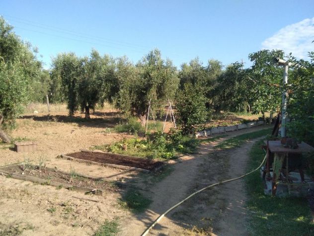 Terreno agricolo 1ha con annesso 26mq circa - Foto 4