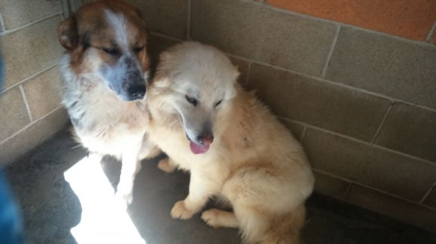 LINDA, dolcissima mix Pastore Abruzzese - Foto 3