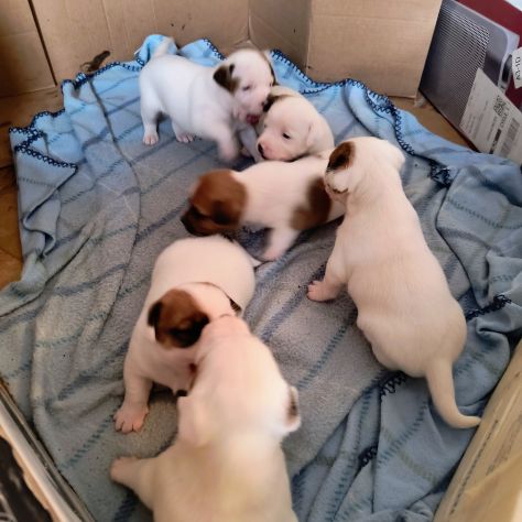 Jack Russell Terrier - Foto 4