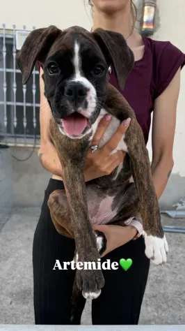 Cuccioli boxer da Riproduzione Selezionata - Foto 5