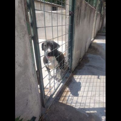 SILVESTRO DOLCISSIMO CANE IN ADOZIONE - Foto 6