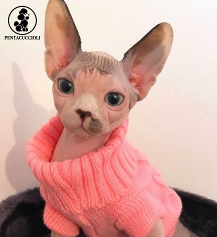 Gattini Sphynx maschi e femmine disponibili -PAGAMENTO RATEALE