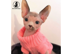 Gattini Sphynx maschi e femmine disponibili -PAGAMENTO RATEALE