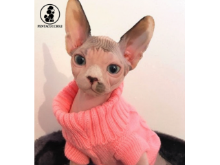Gattini Sphynx maschi e femmine disponibili -PAGAMENTO RATEALE