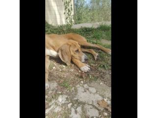 Filippo un amore, cane in adozione