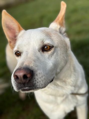 WHITE una vita buttata, simil pastore svizzero cane in adozione tg media - Foto 7