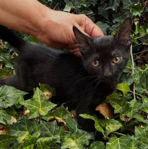 Moka gattina - Foto 4