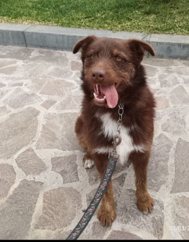 3anni marrone/fulvo occhi ambra POSSIBILE INVISIBILE? SUD - Foto 5