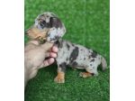 bassotti cuccioli toy
