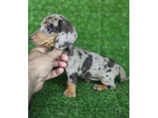 bassotti cuccioli toy