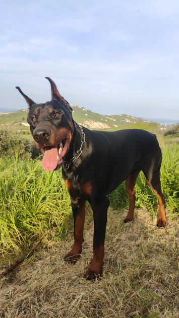 Cedesi Dobermann di un anno