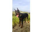 Cedesi Dobermann di un anno