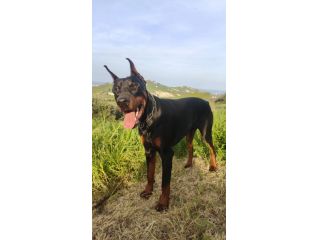 Cedesi Dobermann di un anno