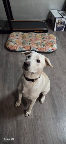 GIGI, 1 ANNO (25/04/25), ADOTTATO MESI FA E RIPORTATO IN CANILE SENZA SCRUPOLI