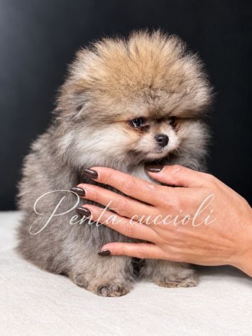VOLPINO SPITZ di POMERANIA CUCCIOLI - Foto 2