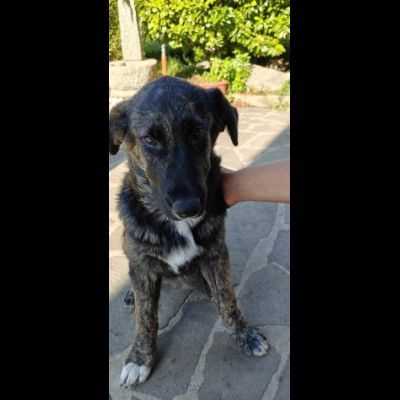 DANA E BERNA CUCCIOLE IN ADOZIONE - Foto 3