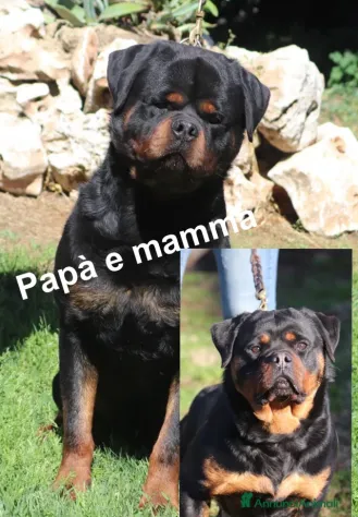 Cuccioli Rottweiler pedigree Enci pagamenti agevolati - Foto 2