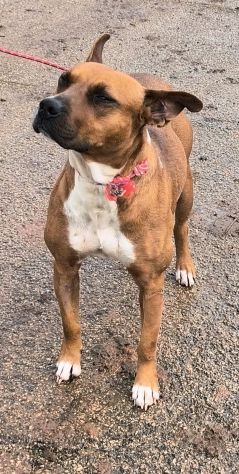 Eva una dolcissima cagnolina amstaff cerca una casa con un amorevole famiglia - Foto 8