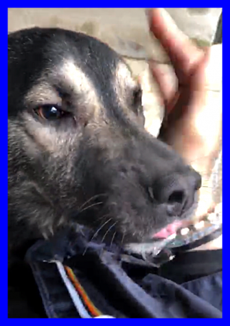 SPOCK, DOLCE SIMIL LUPACCHIOTTO CERCA CASA - Foto 4