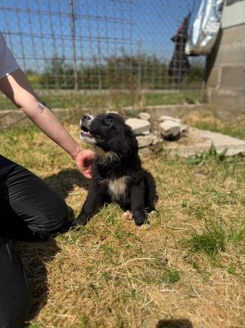 Cucciolo in adozione - Flic taglia medio piccola - Foto 4