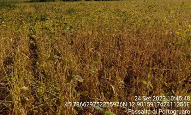 Immobile in asta di 16800 m² in vendita a Fossalta di Portogruaro - Foto 2