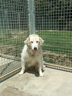 Mix maremmanina entrata in box 7anni fa a 4mesi..ci proviamo ad aiutarla!MARCHE - Foto 2