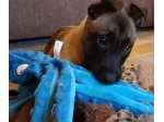 cuccioli di pastore belga malinois