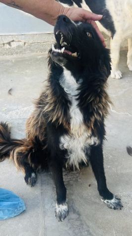 Conny, dolcissimo incrocio border collie taglia medio-piccola - Foto 2