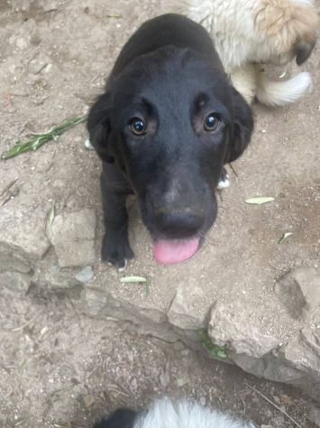 Merlot cucciolo - Foto 4