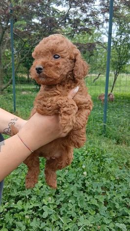 Barboncino Nano - Foto 4
