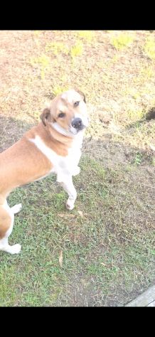 Cucciolo di cane taglia media con microchip