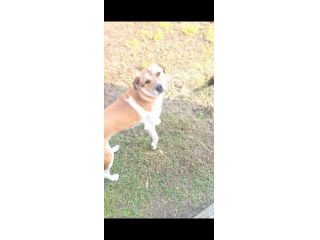 Cucciolo di cane taglia media con microchip